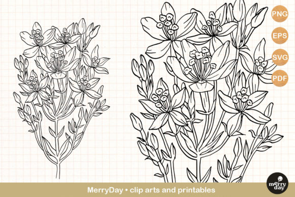 Flower Clip Art Centaury Summer