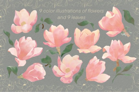 Illustration Pink Magnolia Flowers